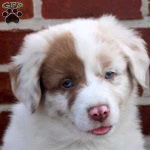 Patrick, Australian Shepherd Puppy