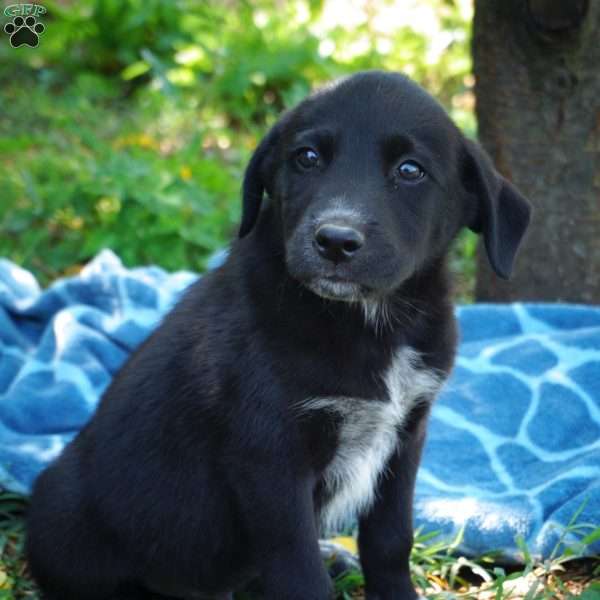 Patrick, Australian Shepherd Mix Puppy