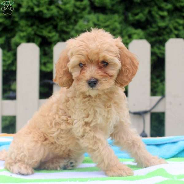Patsy, Cockapoo Puppy