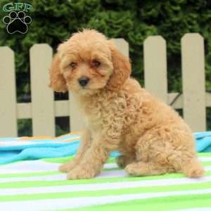 Patsy, Cockapoo Puppy
