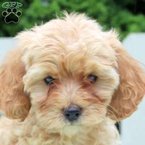 Patsy, Cockapoo Puppy