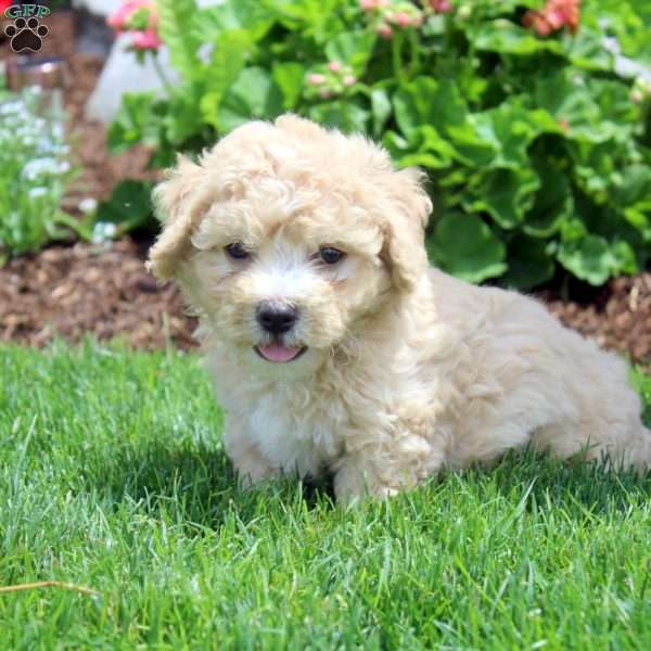 Paul, Havanese Puppy
