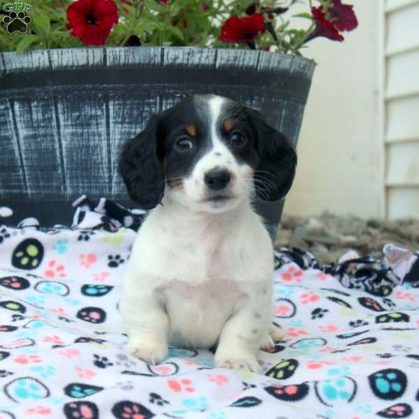 Paul, Dachshund Puppy