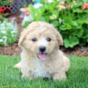 Paul, Havanese Puppy