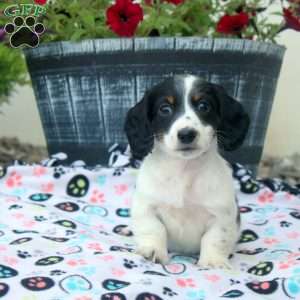 Paul, Dachshund Puppy