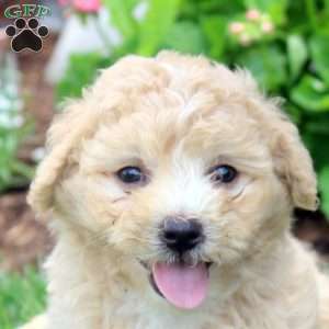 Paul, Havanese Puppy