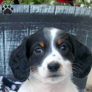 Paul, Dachshund Puppy
