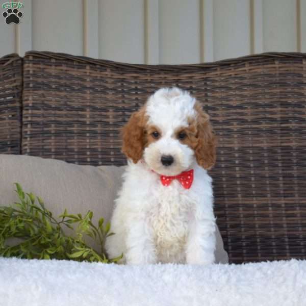 Paxton, Mini Goldendoodle Puppy