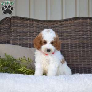 Paxton, Mini Goldendoodle Puppy