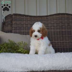 Paxton, Mini Goldendoodle Puppy