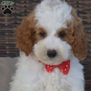 Paxton, Mini Goldendoodle Puppy
