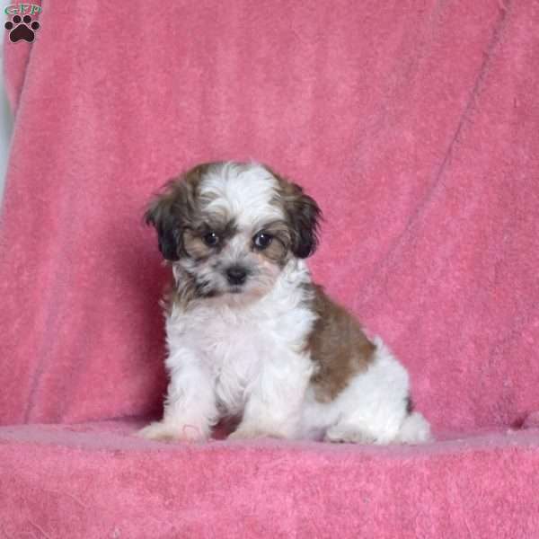 Peach, Teddy Bear Puppy