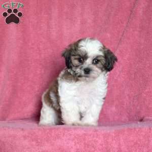 Peach, Teddy Bear Puppy