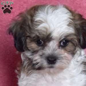 Peach, Teddy Bear Puppy