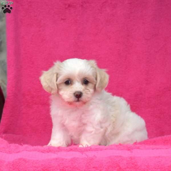 Peaches, Teddy Bear Puppy
