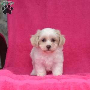 Peaches, Teddy Bear Puppy