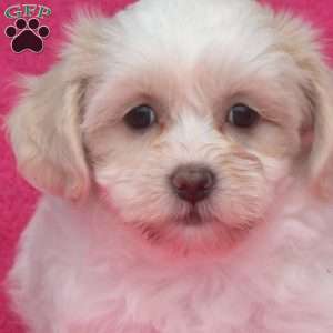 Peaches, Teddy Bear Puppy