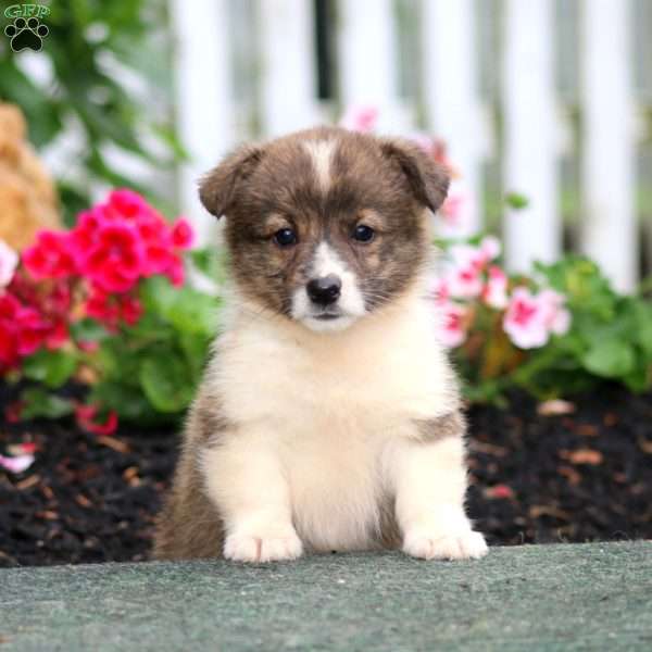 Peanut, Pembroke Welsh Corgi Puppy