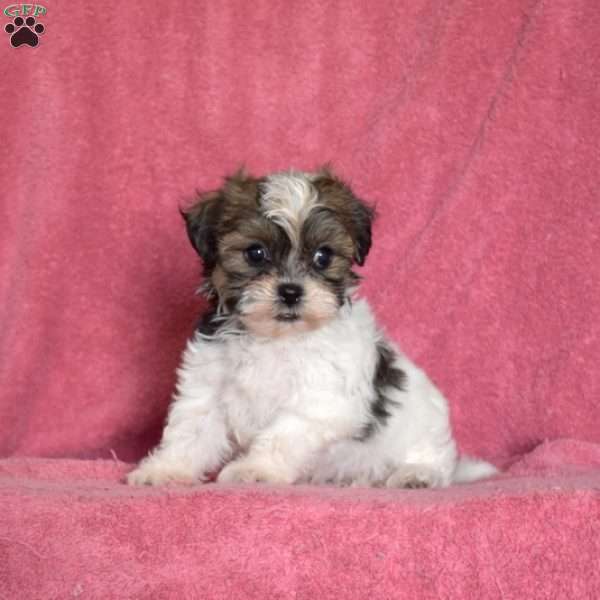 Pear, Teddy Bear Puppy