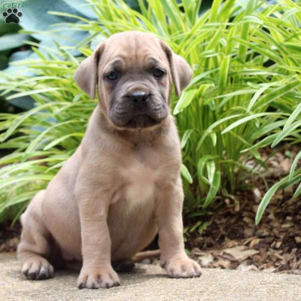 Pearl, Cane Corso Puppy