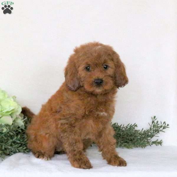 Pearl, Mini Goldendoodle Puppy