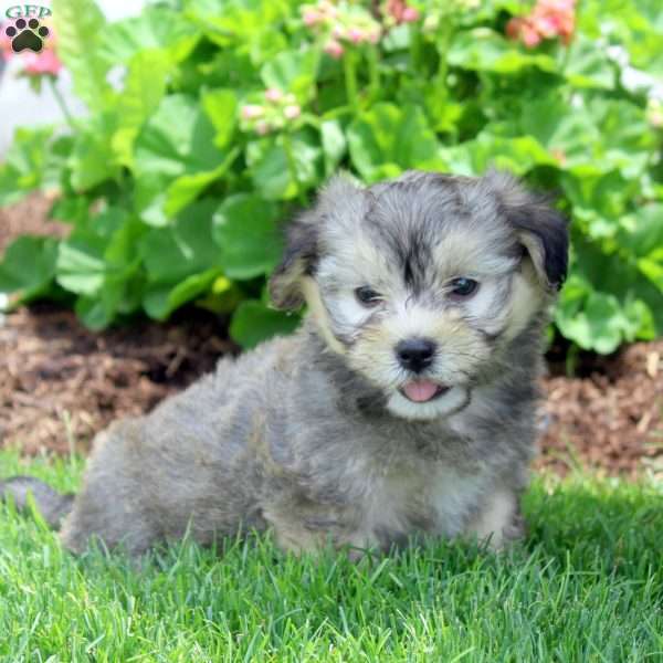 Pearl, Havanese Puppy