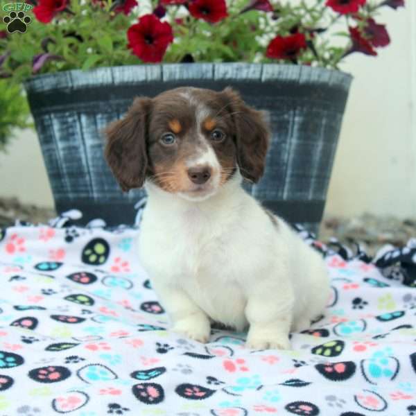Pearl, Dachshund Puppy