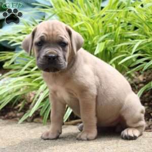 Pearl, Cane Corso Puppy