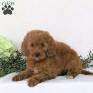 Pearl, Mini Goldendoodle Puppy