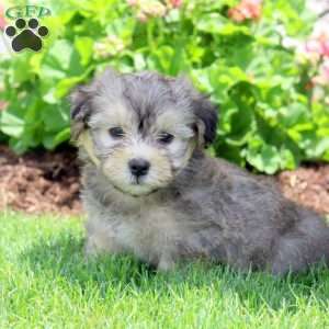 Pearl, Havanese Puppy