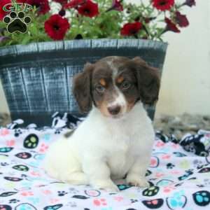 Pearl, Dachshund Puppy