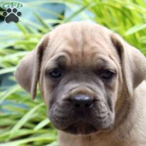 Pearl, Cane Corso Puppy
