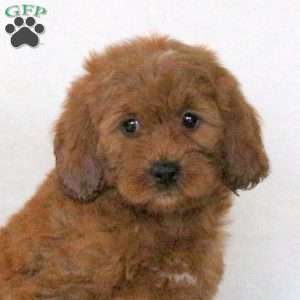 Pearl, Mini Goldendoodle Puppy