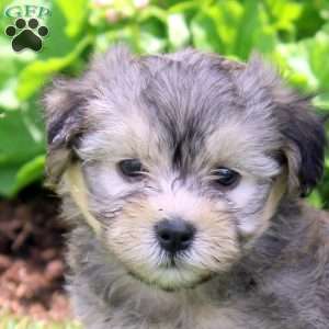 Pearl, Havanese Puppy