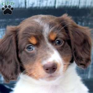 Pearl, Dachshund Puppy