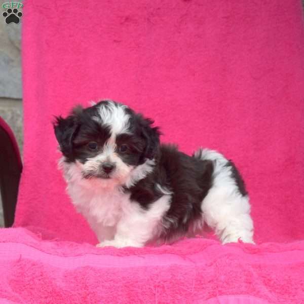 Pebbles, Teddy Bear Puppy