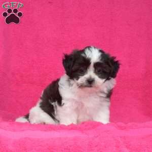 Pebbles, Teddy Bear Puppy