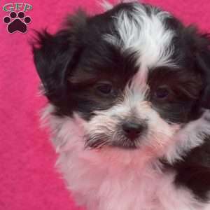 Pebbles, Teddy Bear Puppy