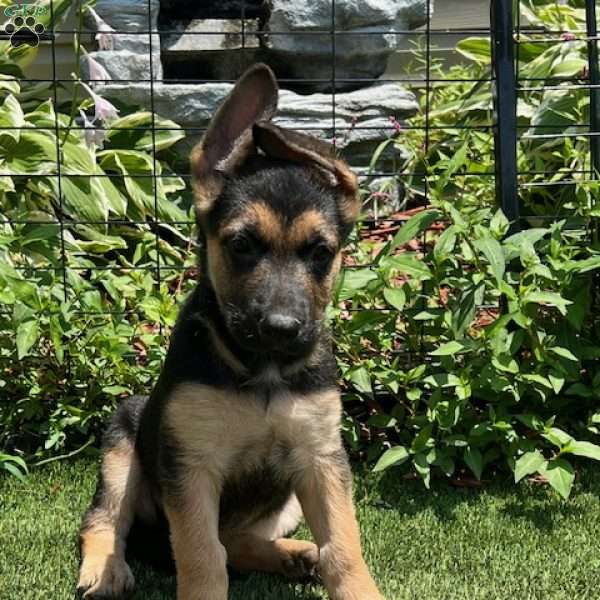 Pebbles, German Shepherd Puppy