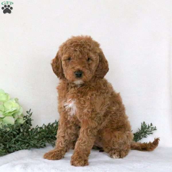 Peggy, Mini Goldendoodle Puppy