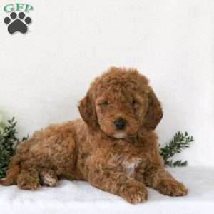 Peggy, Mini Goldendoodle Puppy