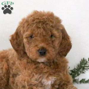 Peggy, Mini Goldendoodle Puppy