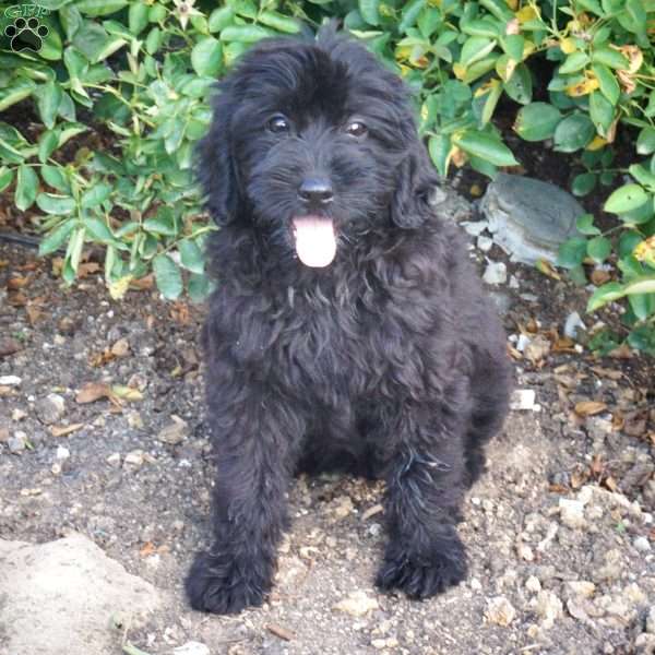 Penelope, Mini Labradoodle Puppy