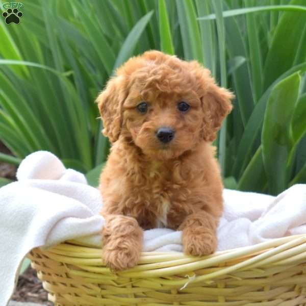 Penny, Miniature Poodle Puppy