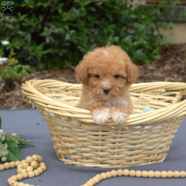 Penny, Bich-Poo Puppy