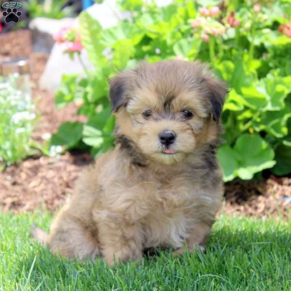 Penny, Havanese Puppy