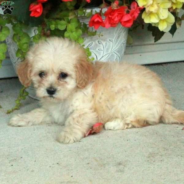 Penny, Maltipoo Puppy