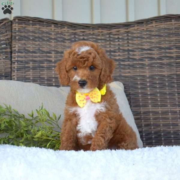 Penny, Mini Goldendoodle Puppy