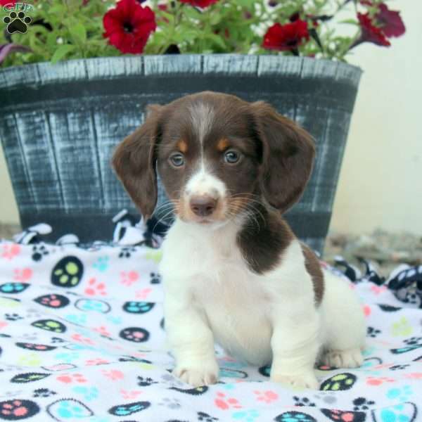 Penny, Dachshund Puppy