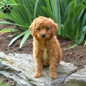 Penny, Miniature Poodle Puppy
